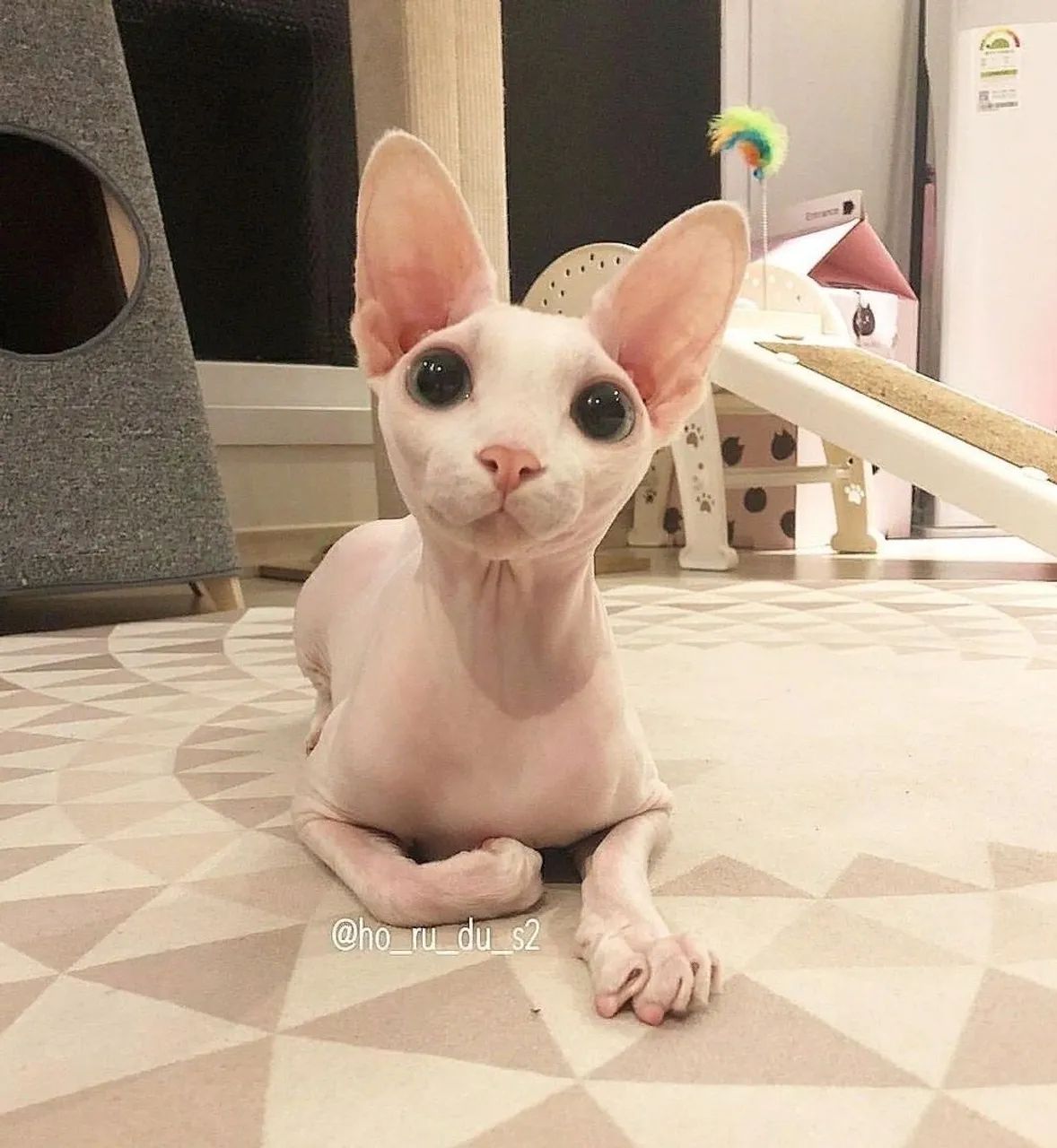 Gato Sphynx - Aparência Exótica, Coração Quen - Foto 2
