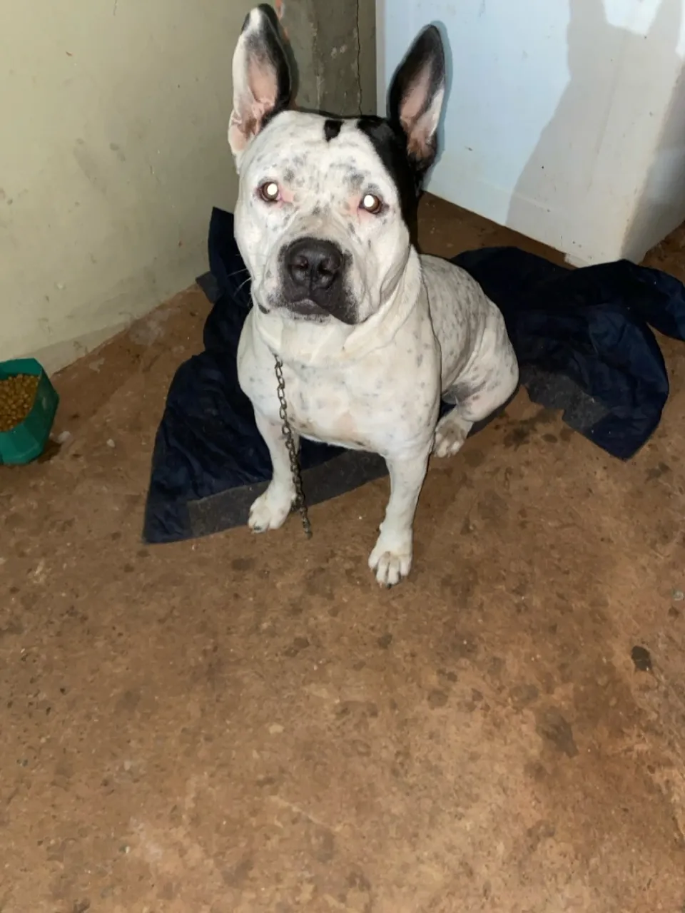 Filhote Pitbull disponível para adoção