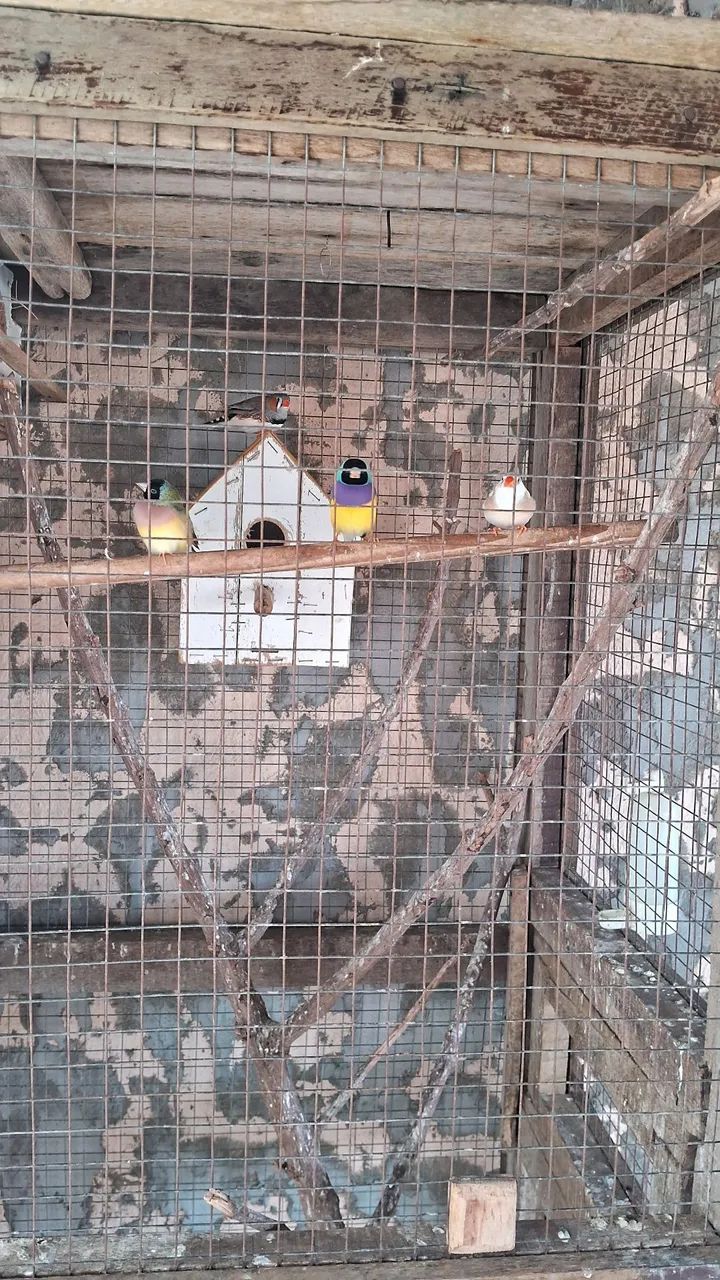 Casinha para pássaros  - Foto 2