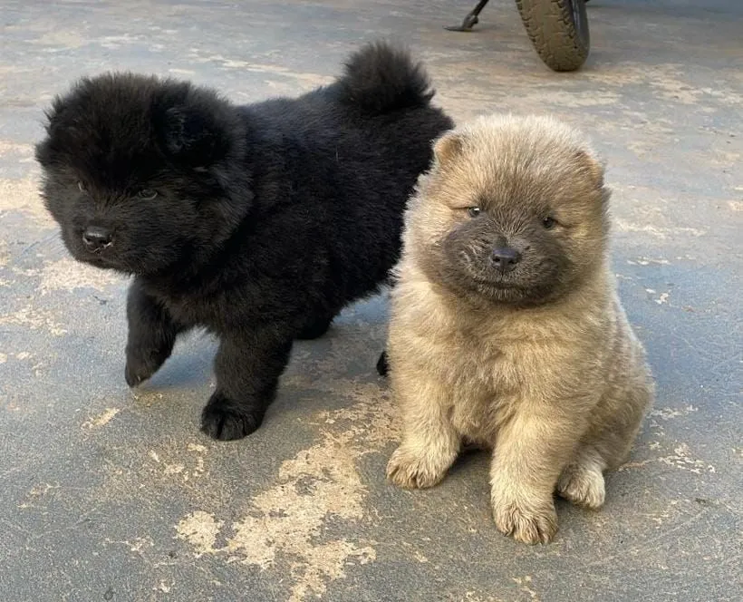 Filhotes de Chow chow.