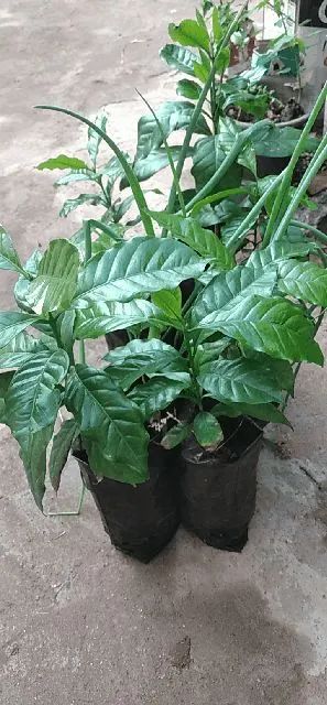 Mudas cafe64313659508865121