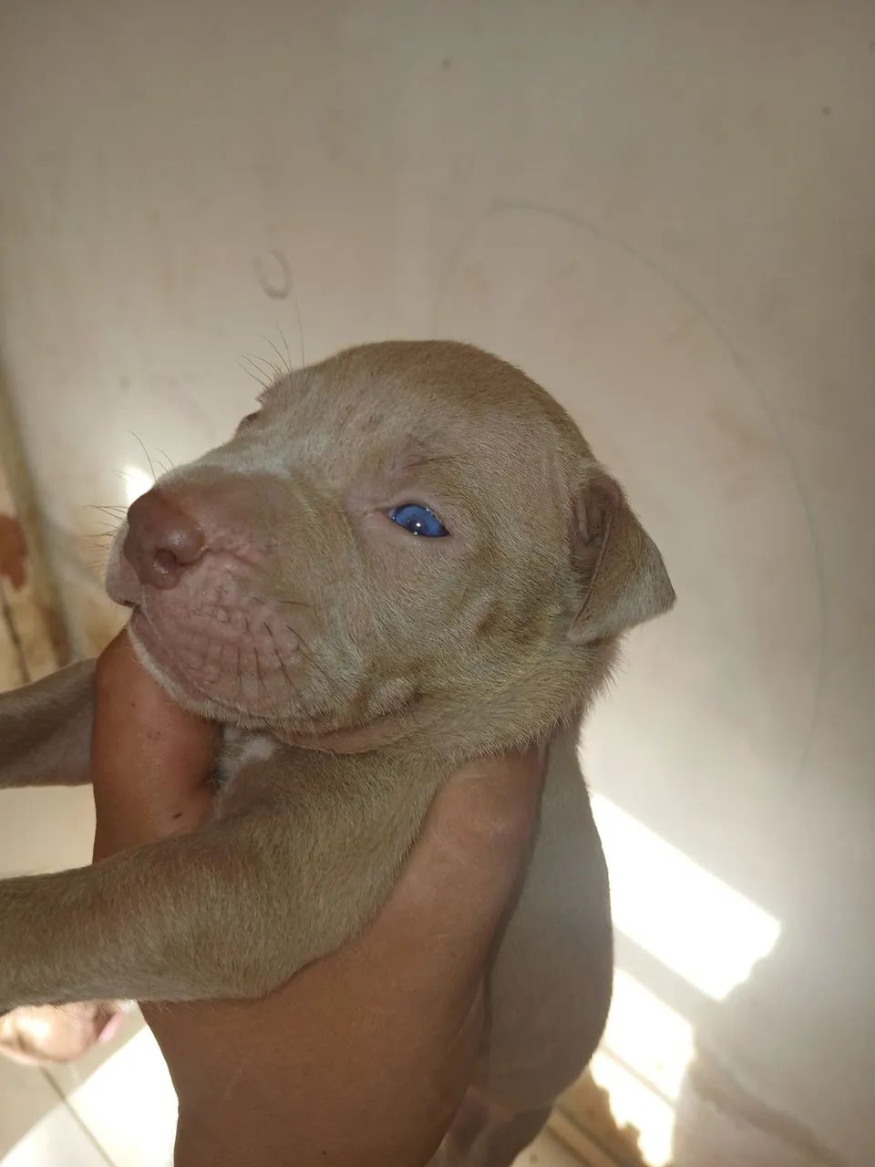 Filhote Pit monster puro - Foto 3