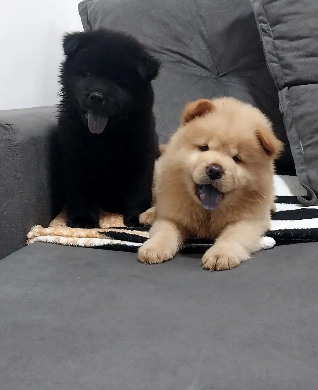 Filhotes de Chow Chow disponíveis!
