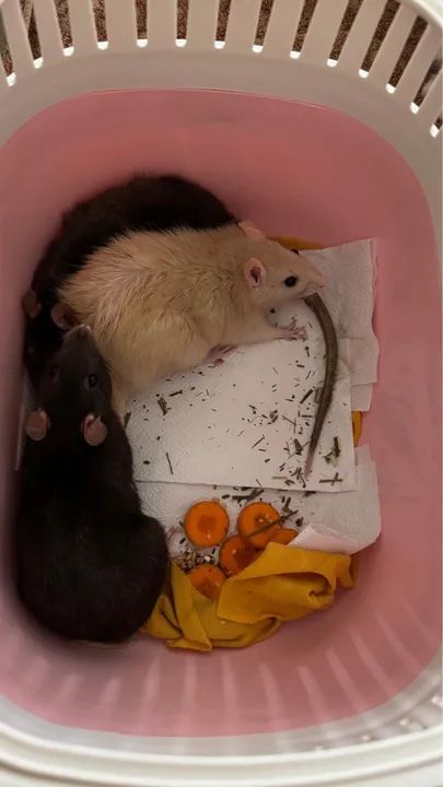 Rato Twister - Foto 2