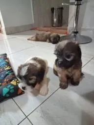 Poodle x Shitzu x