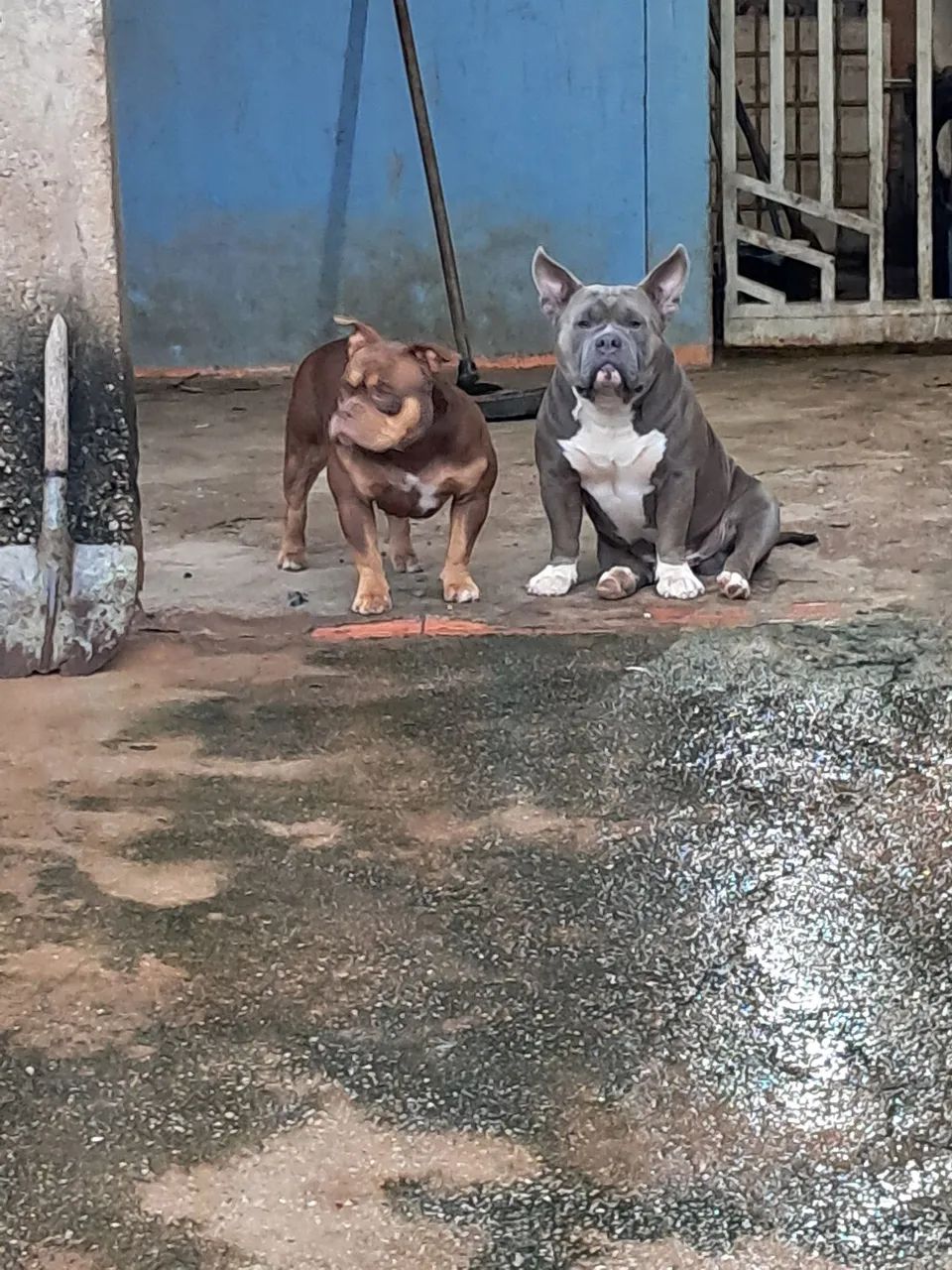 Disponível para cobertura pego em filhotes ou dinheiro  - Foto 3