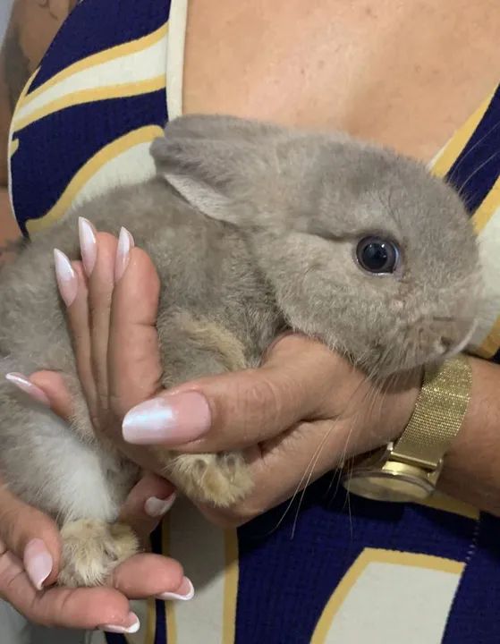 Coelhinho netherland dwaft - Foto 2