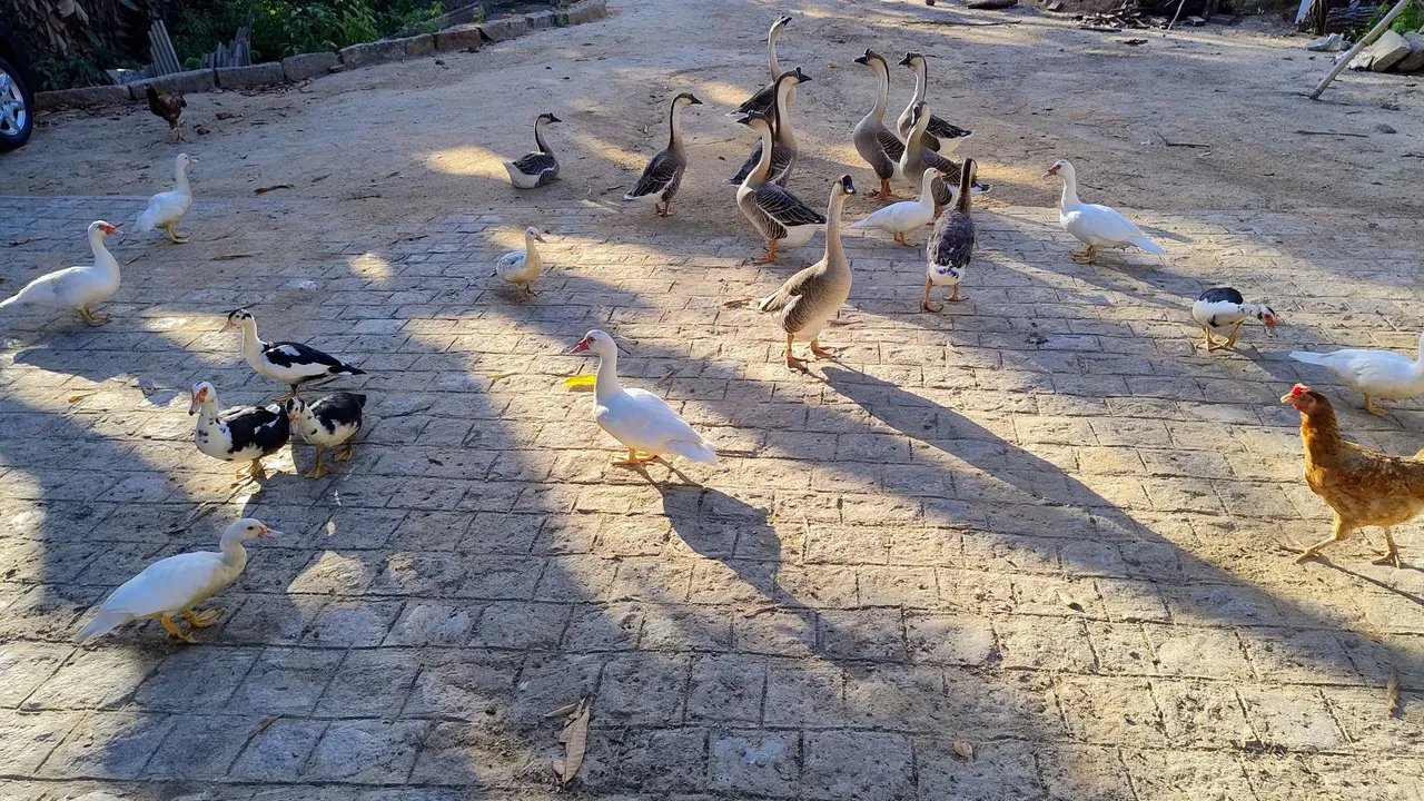 Patos, gansos e galinhas.