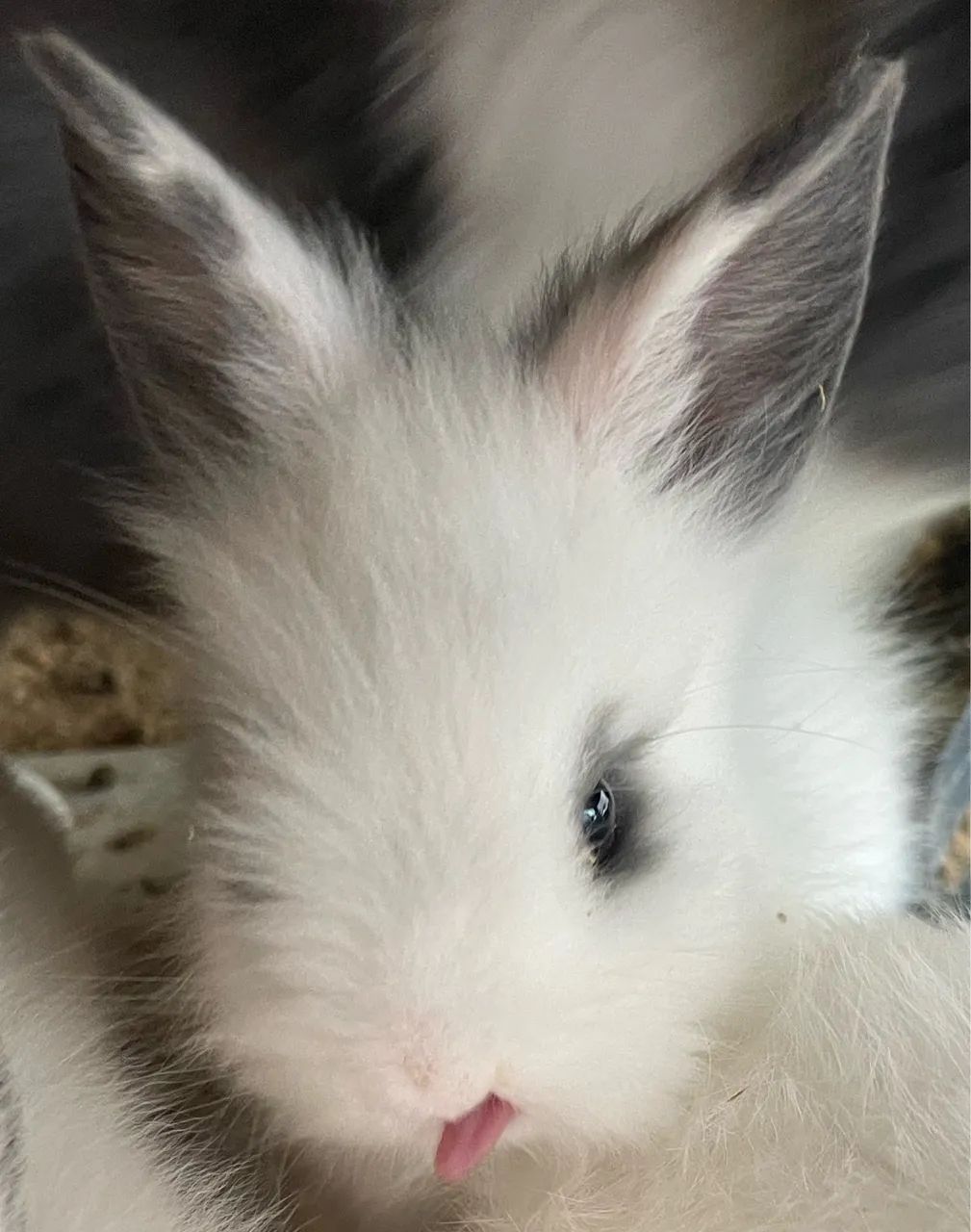 Filhotes de coelho  - Foto 5