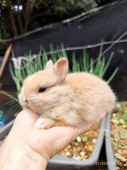 Coelho Netherland  - Foto 5