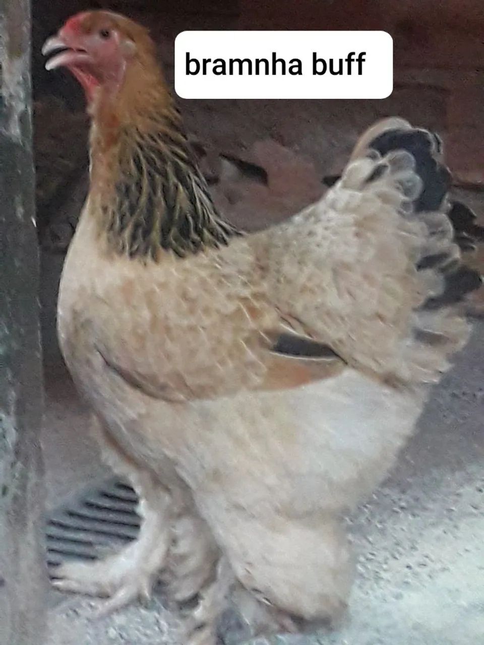 BRAMNHAS64293081427713123