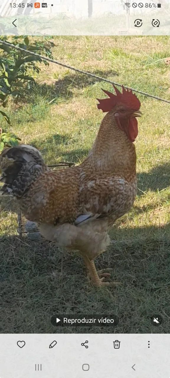 Franguinhas Rhodias Com 30 dias genética pura 