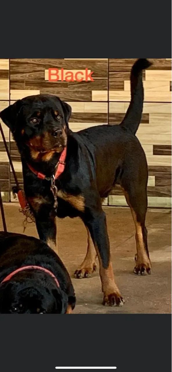 Filhotes Rottweiler disponíveis  - Foto 5
