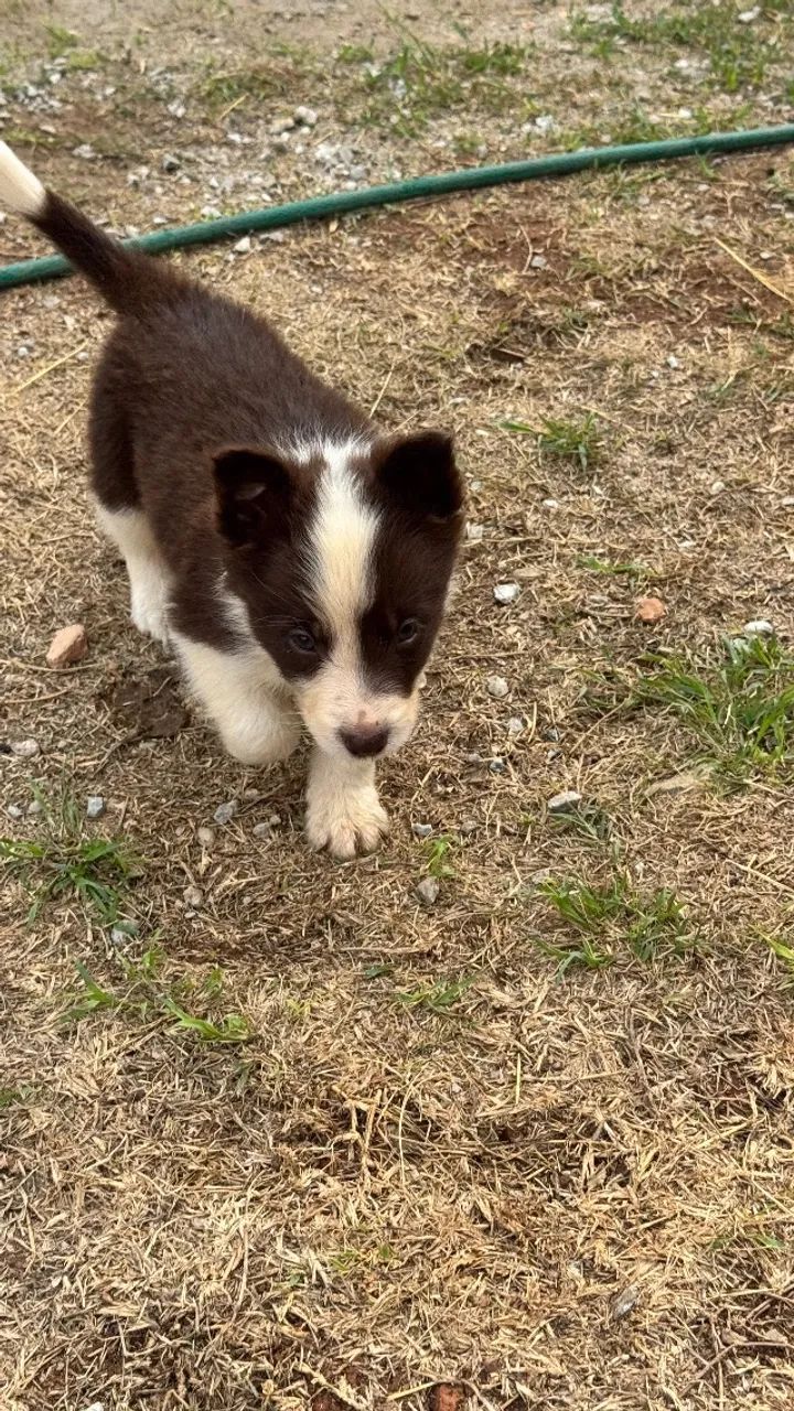 Border collie  - Foto 3