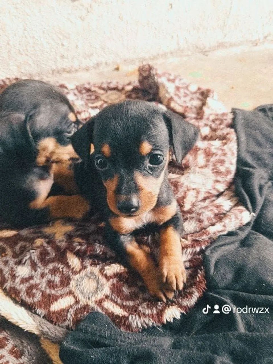 Filhotes de cachorro Cofap