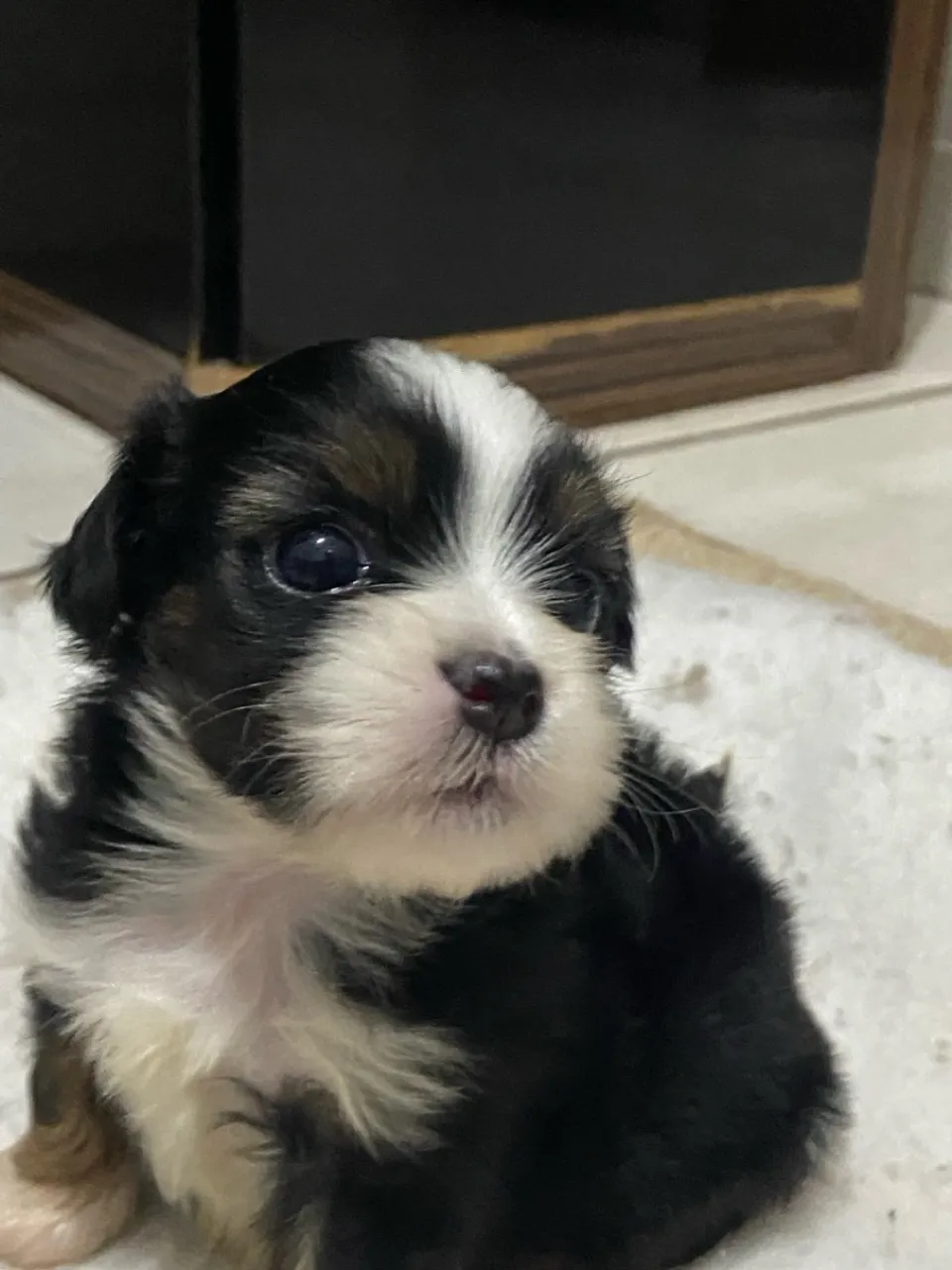 Filhote Shih Tzu Tricolor - Fofo e Charmoso