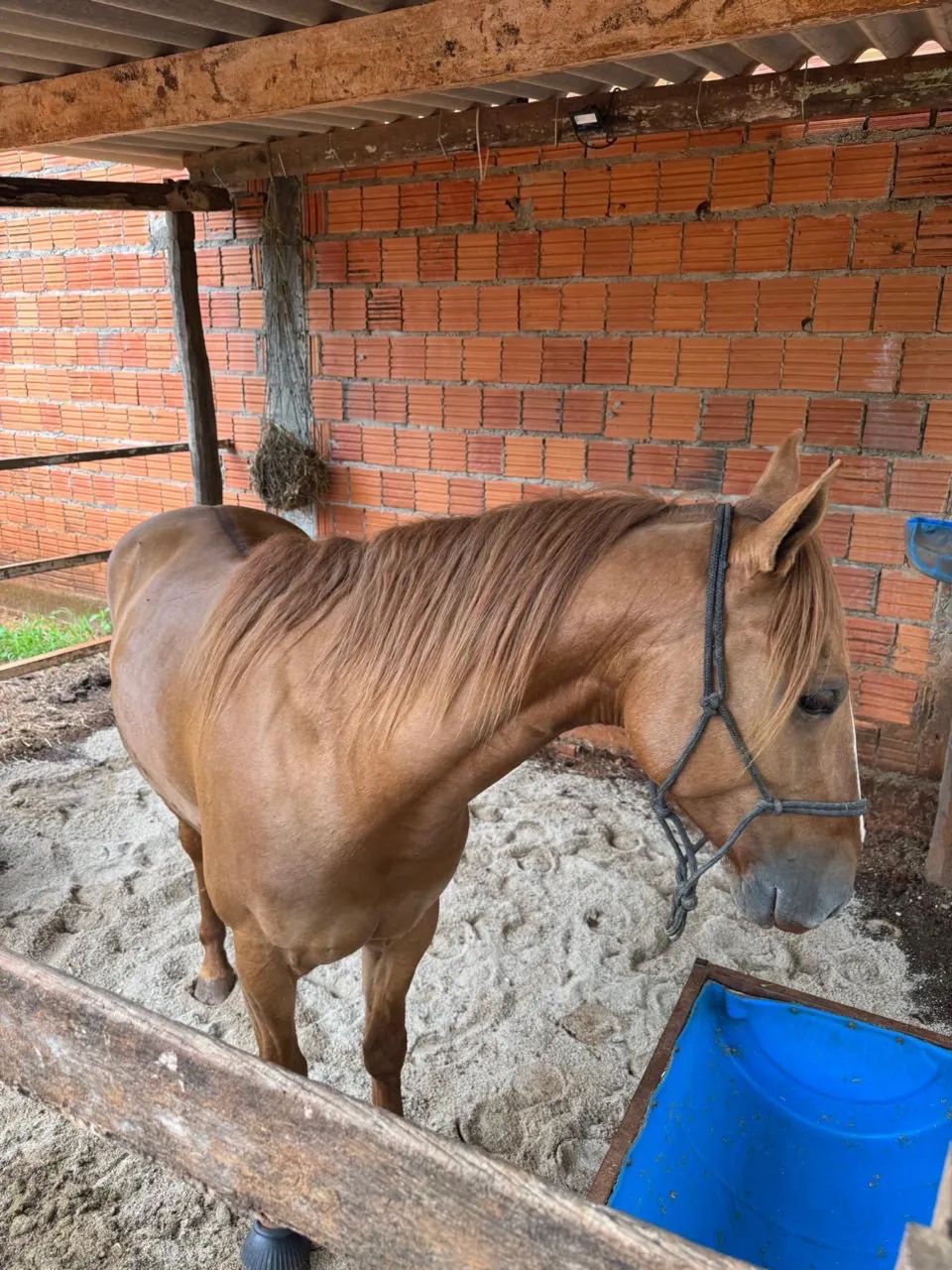 Cavalo vaquejada  - Foto 2