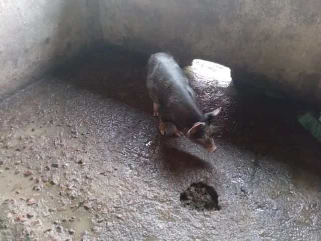 Leitão Caipira para Venda - Foto 4