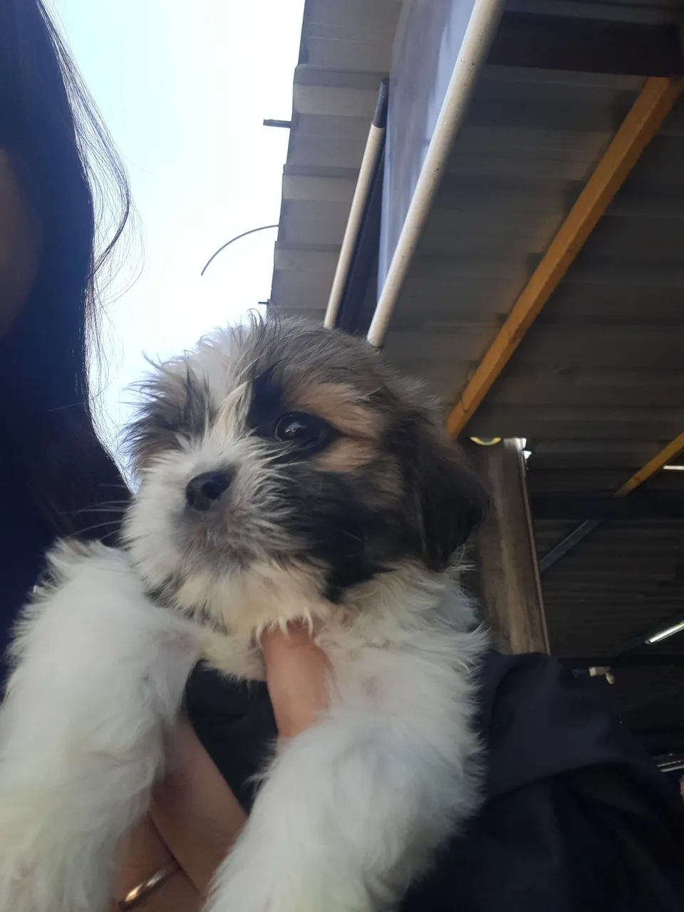 Filhote Shih Tzu
