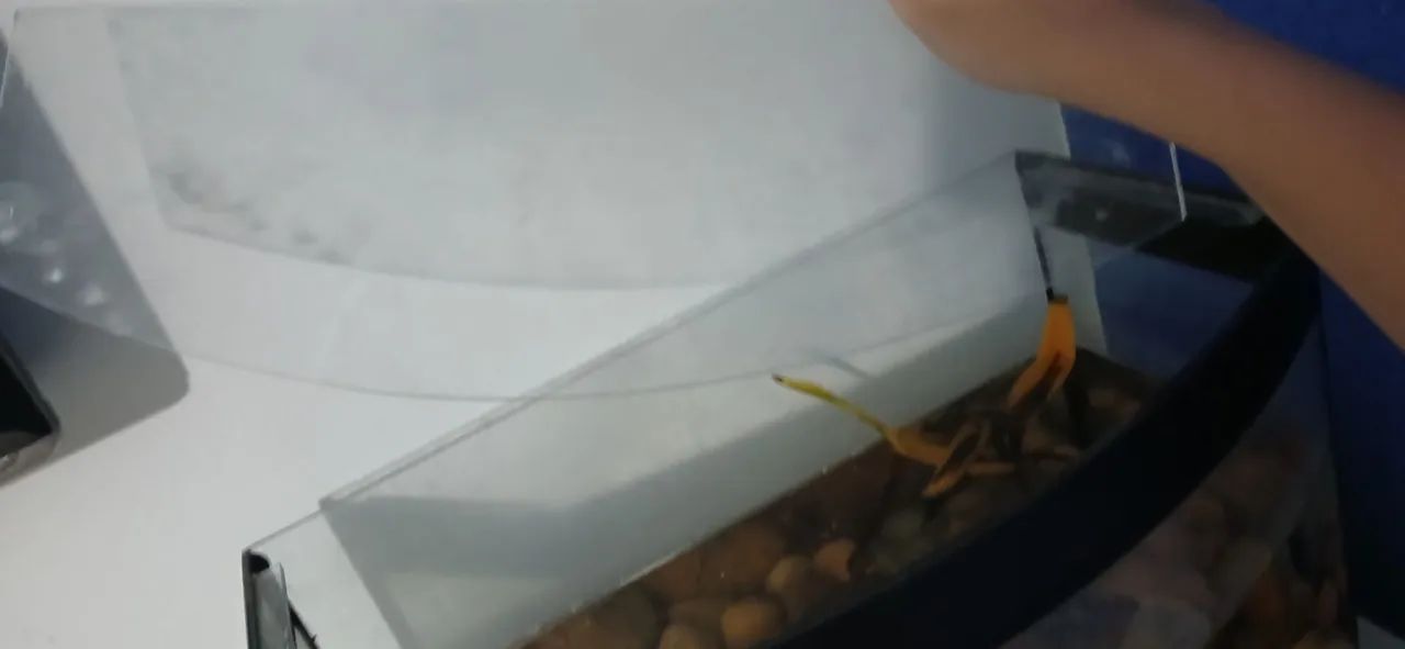 Aquário de 40 litros com plantas e pedras - Foto 6