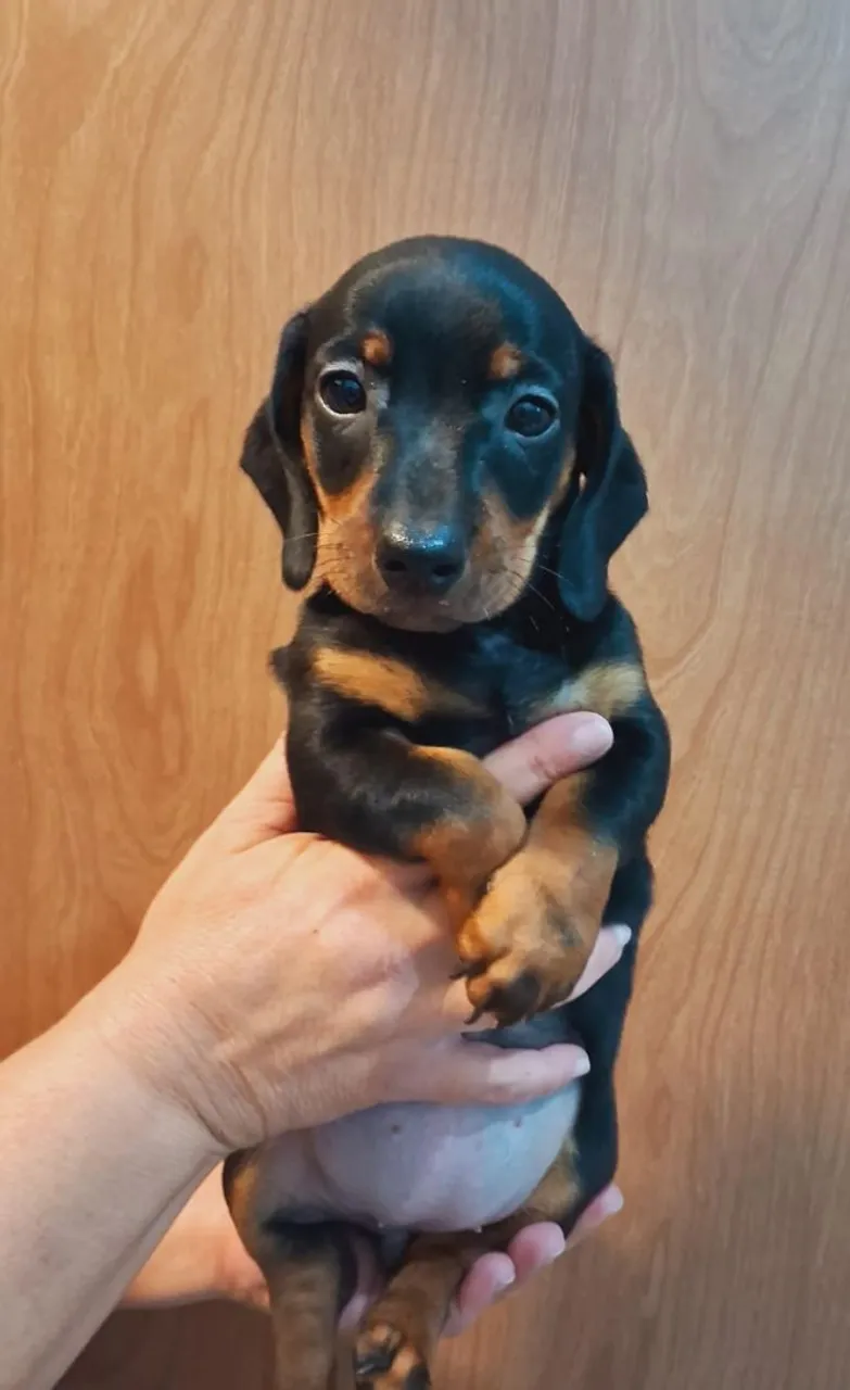 Dachshund Femea ( Basset / Salsicha ) Disponivel