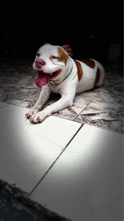 Doando American bully fêmea (não é castrada)  - Foto 3