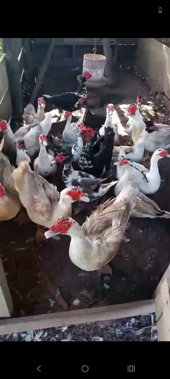 Patos e patas