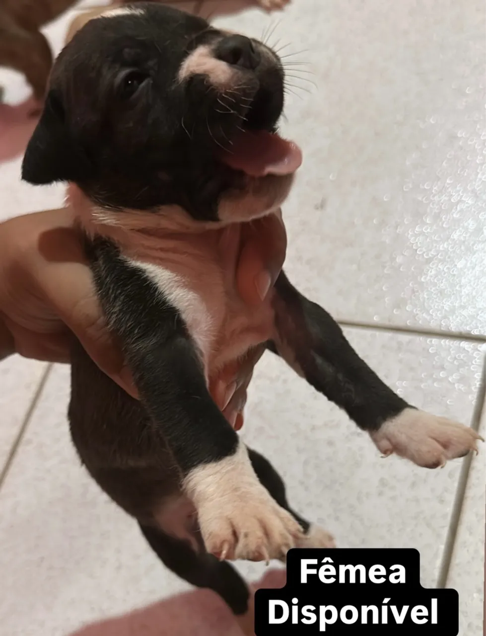 Filhote disponível - Pitbull