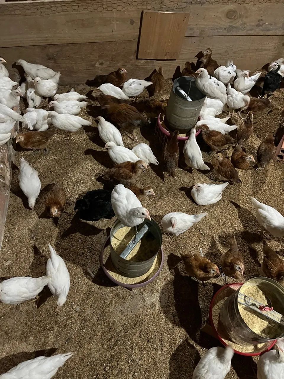 Cuidador de galinhas e serviços gerais