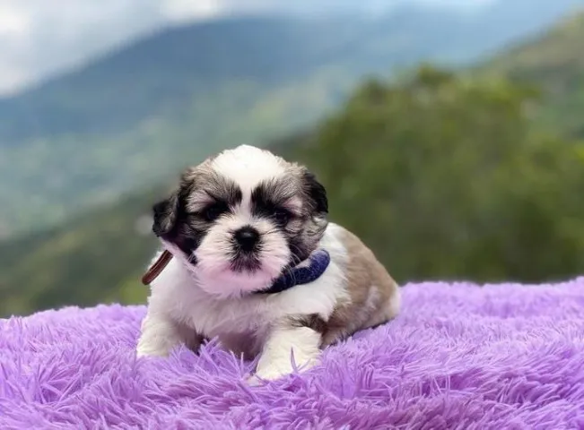 Shih-tzu, um lindo membro pra sua família.