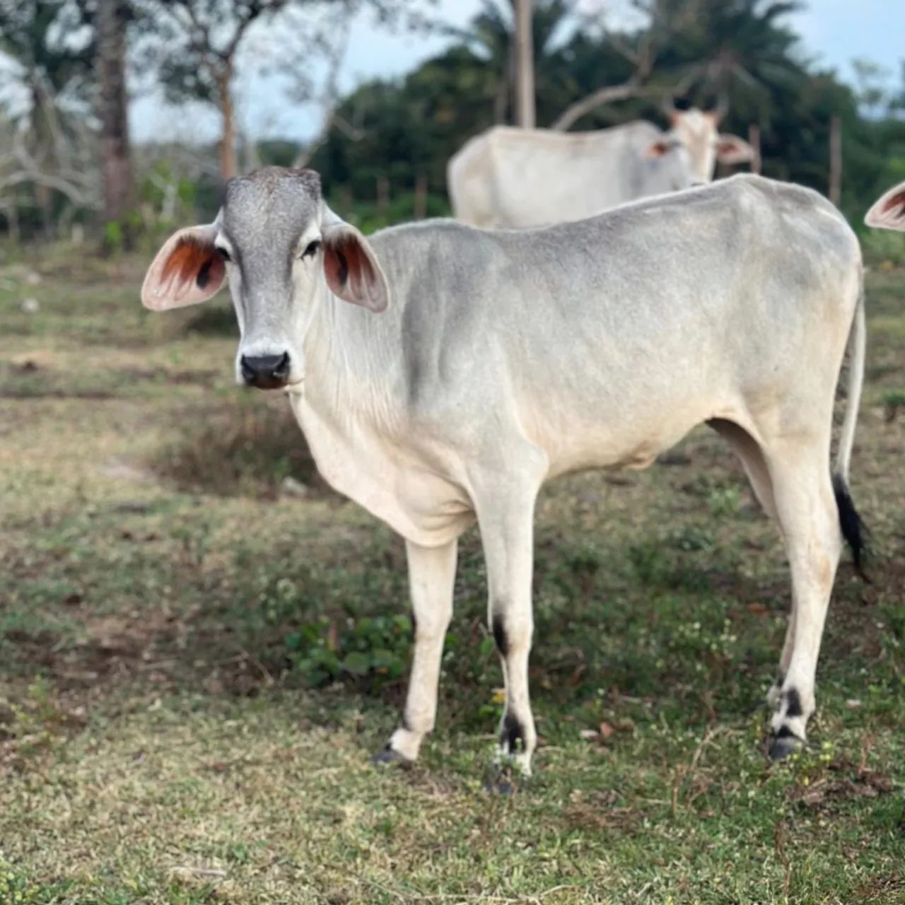 Garrota mestiça de guzera