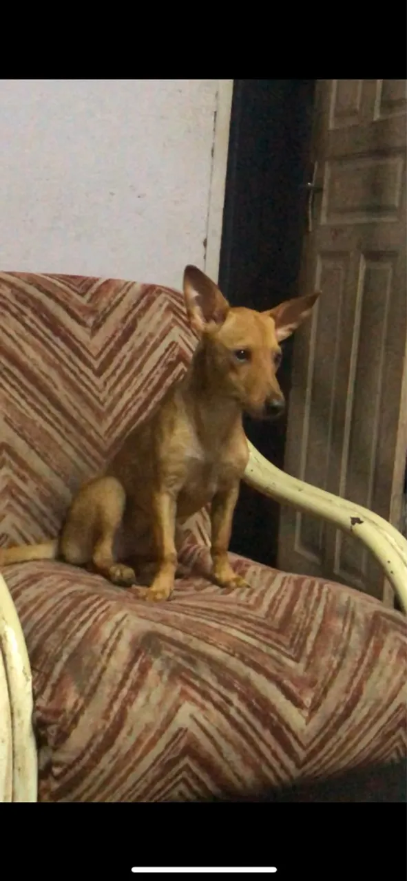 Cachorro de porte pequeno para adoção