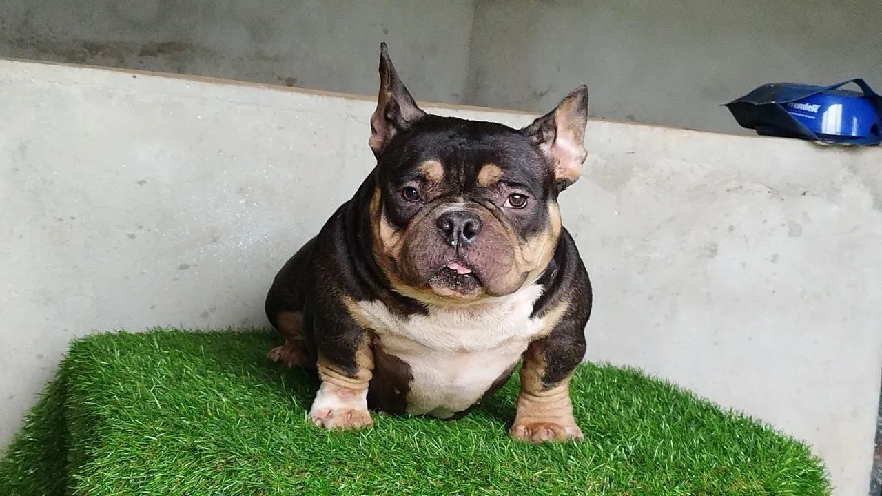 American Bully nano fêmea Urgente  - Foto 3