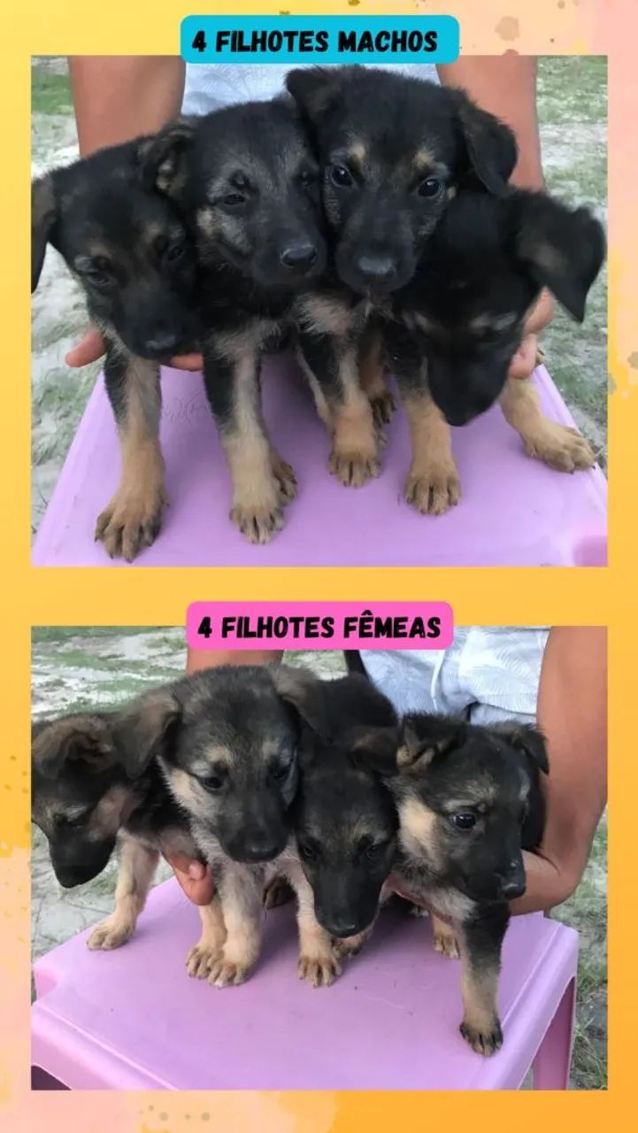 Filhote de Pastor Alemão  - Foto 3