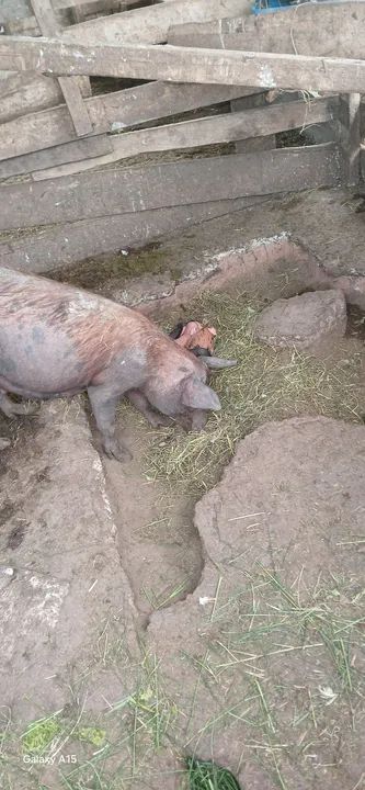 Doa-se leitões  * falar com marcelo - Foto 3