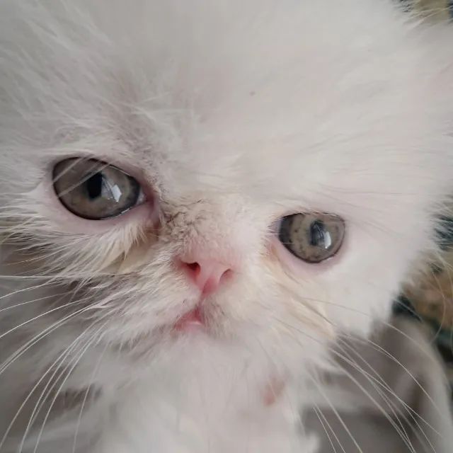 Filhotes de Gatos Persas com Pedigree - Foto 3