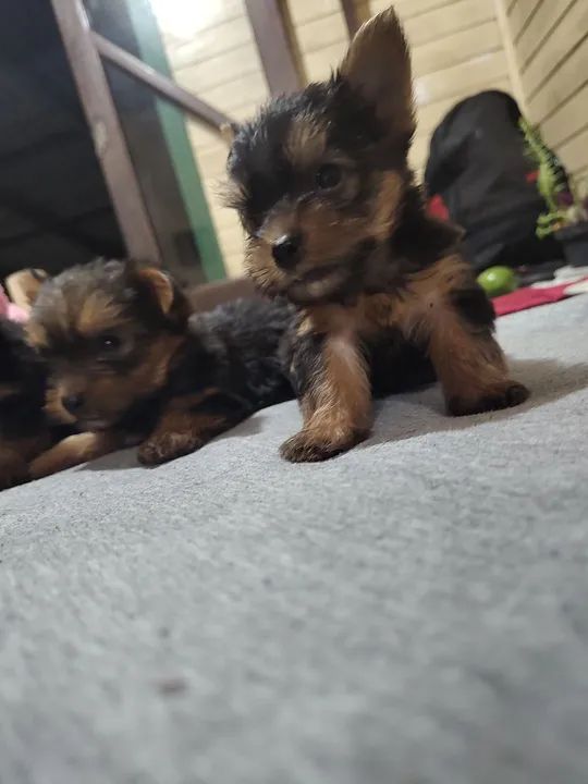 Lindos filhotes de Yorkshire Terrier! - Foto 4
