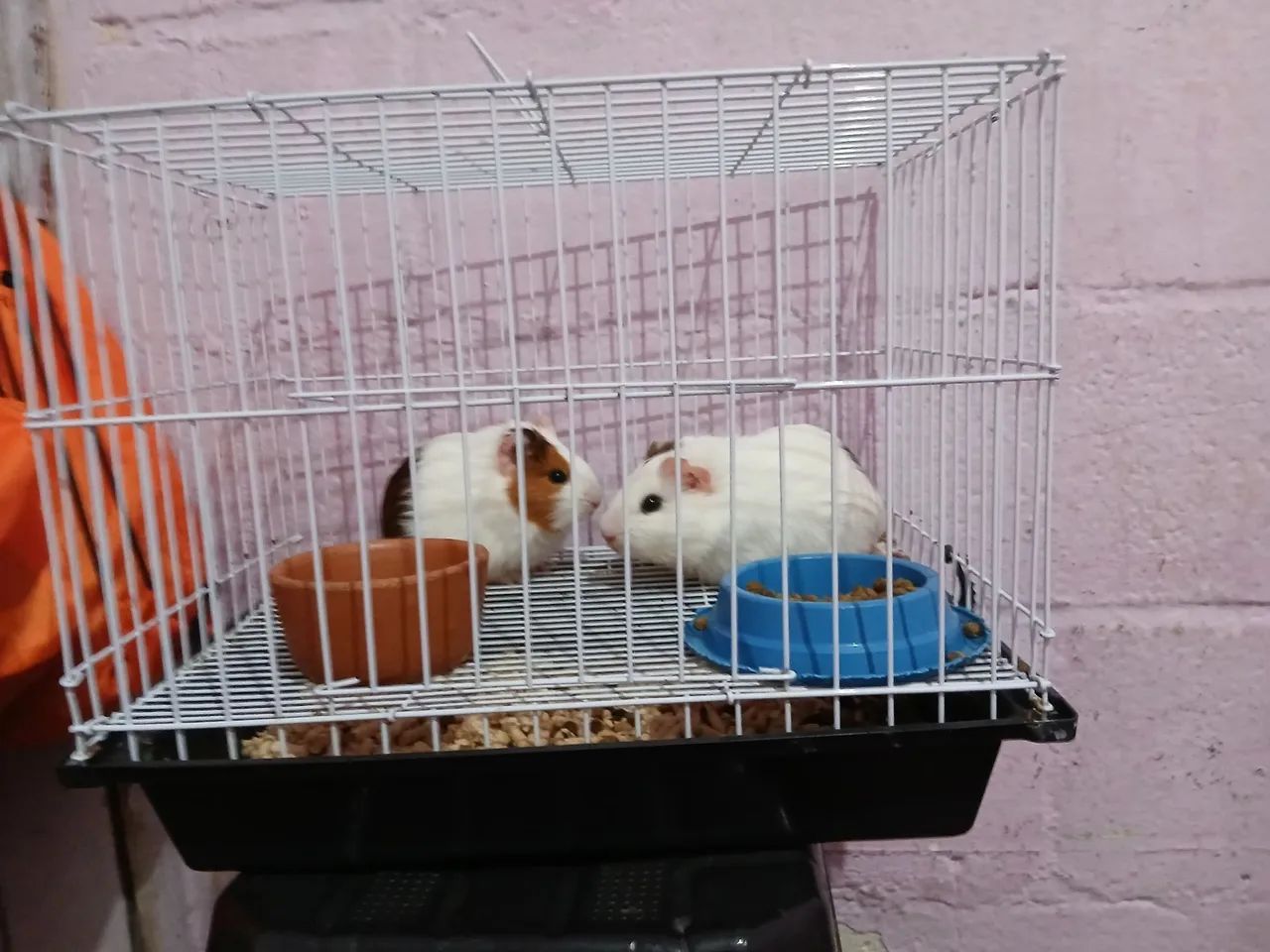 Porquinhos da Índia