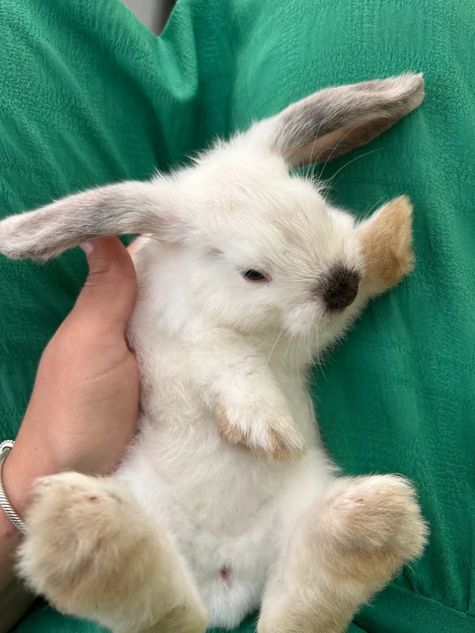 ? Coelhos Mini Lop (Orelha Caída Mini) ? - Foto 4