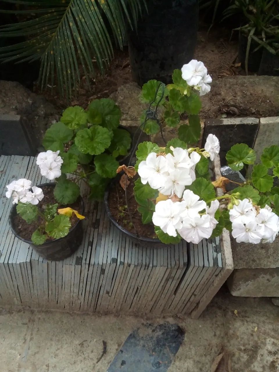 Gerânio Pendente de flor branca