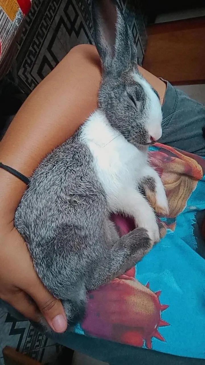 VENDE-SE UM COELHO