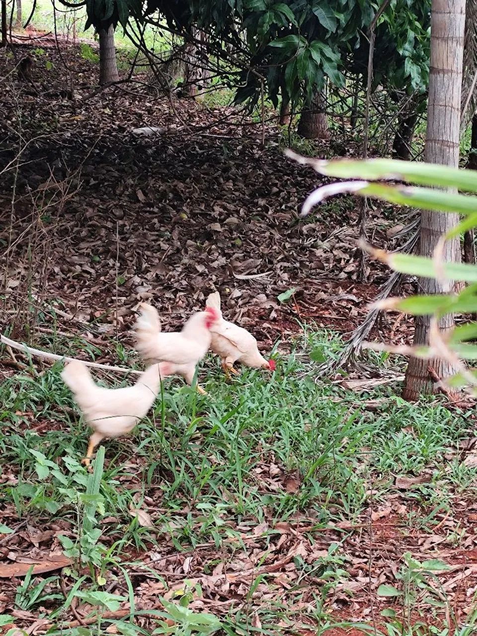 Frango da raça legoner