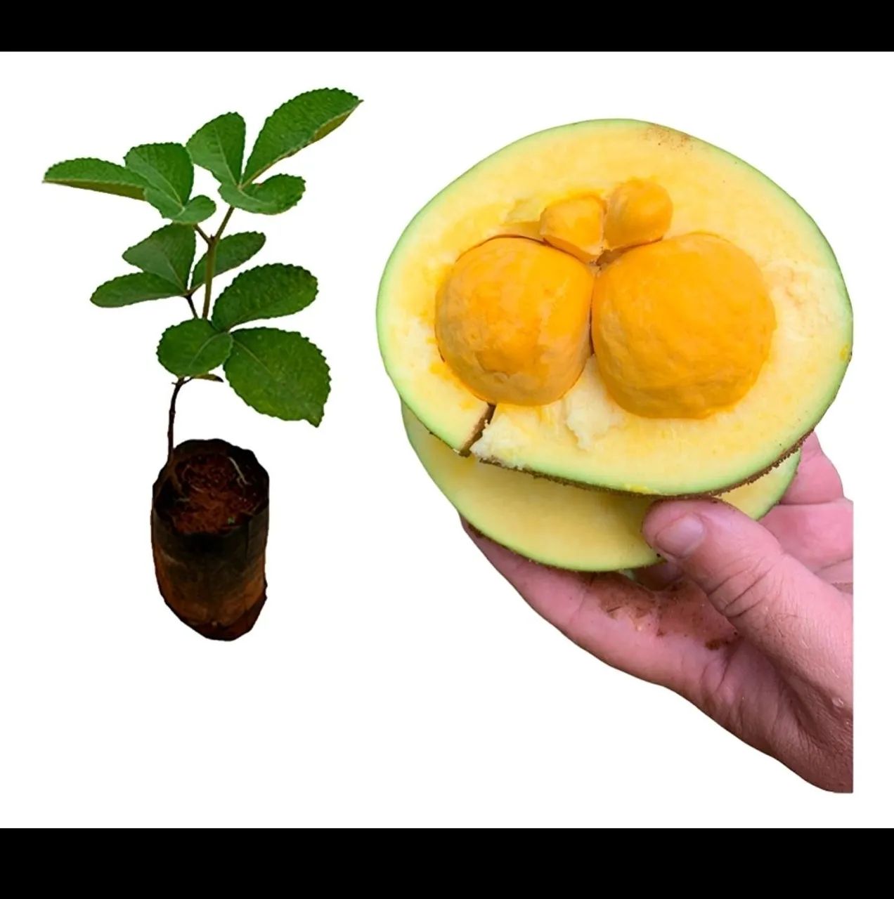Mudas de pequi