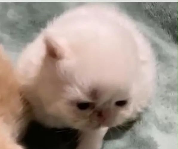 Gato 