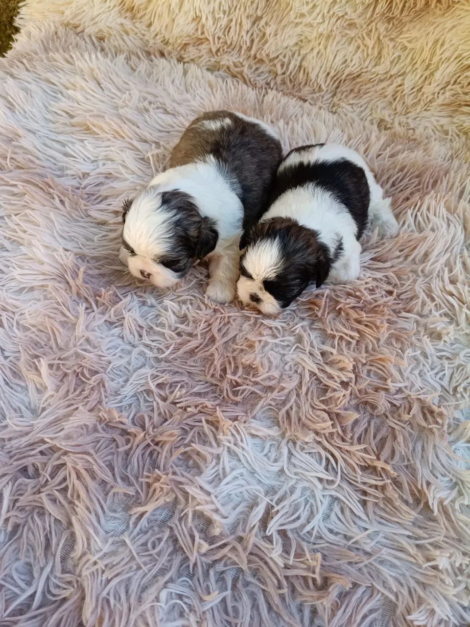 Shihtzu fêmea e macho  - Foto 2