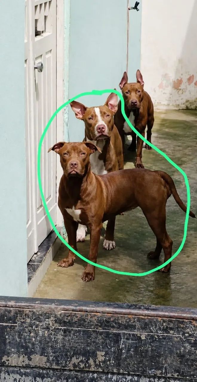Filhotes de pit bull - Foto 2