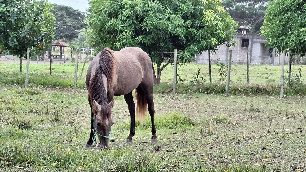 Potro quarto de milha  - Foto 3