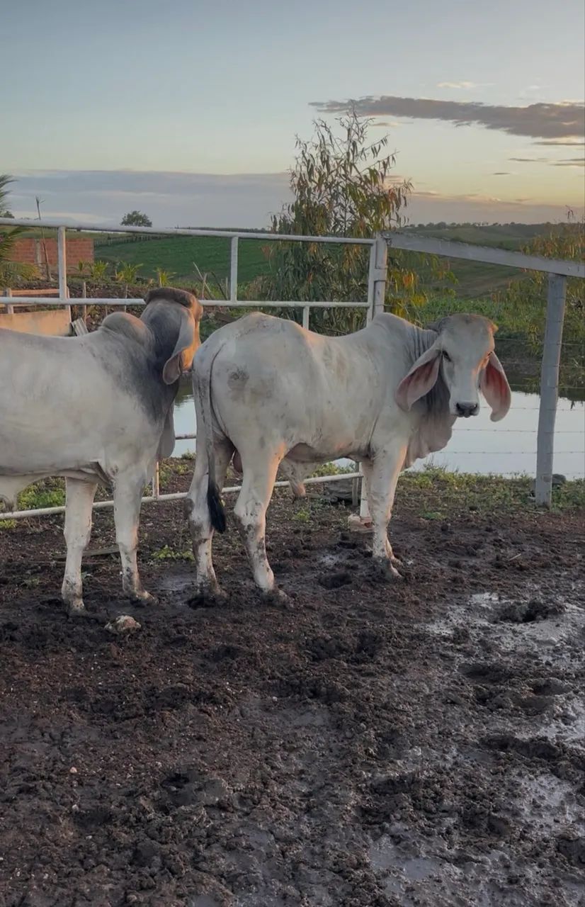 Dois garrotes Indú Brasil  - Foto 3