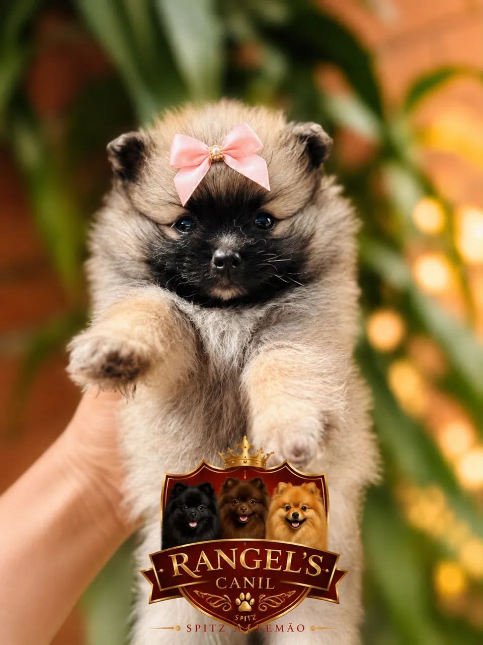 Spitz alemão com pedigree  - Foto 2