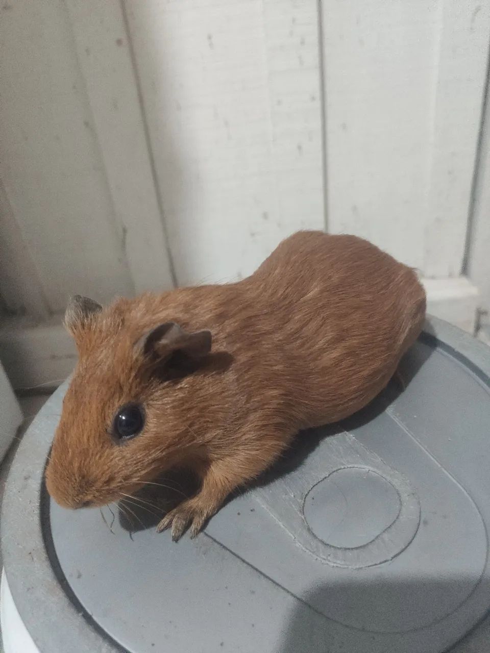 Porquinho da índia  - Foto 4